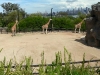 Giraffe Enclosure at Taronga Zoo