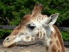 Giraffe Head at Taronga Zoo