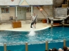 Seal Show at Taronga Zoo