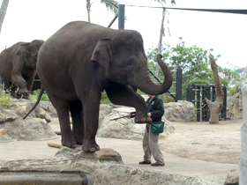 Asian Elephant At Taronga Zoo