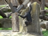 Chimpanzee at Taronga Zoo